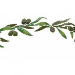 grille broderie olivier