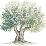 grille broderie olivier