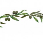 grille broderie olivier