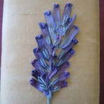 modèle broderie lavande