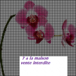 grille broderie orchidée