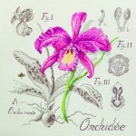 modèle broderie orchidee