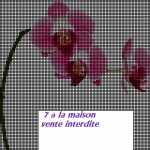 modèle broderie orchidee