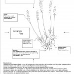 patron broderie lavande