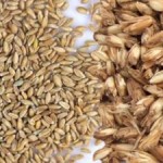 patron broderie monk