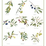 grille broderie olives