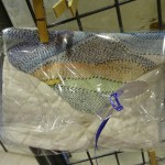 motifs broderie kantha